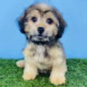 Meet your Posher, Madeline